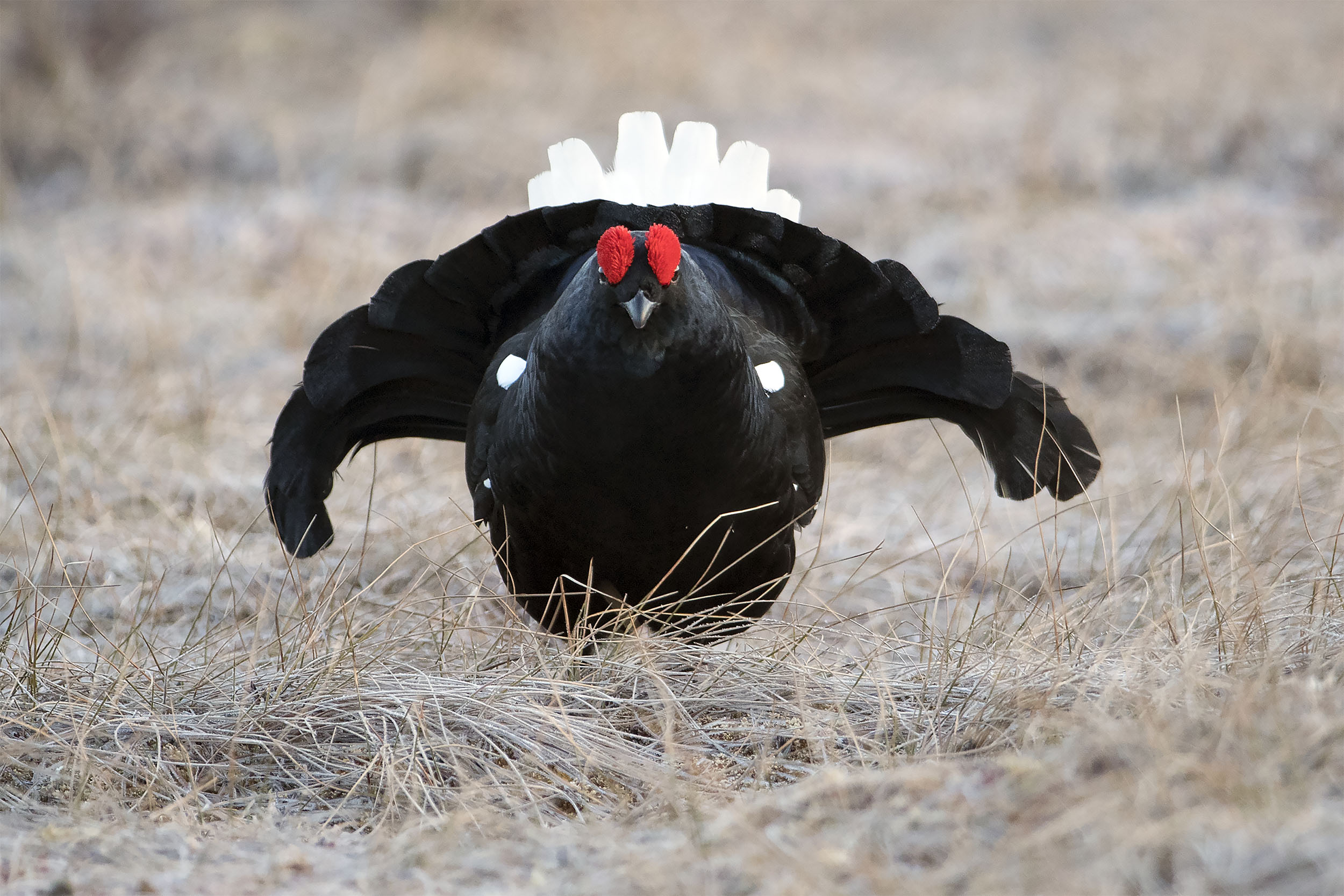 Orrtupp