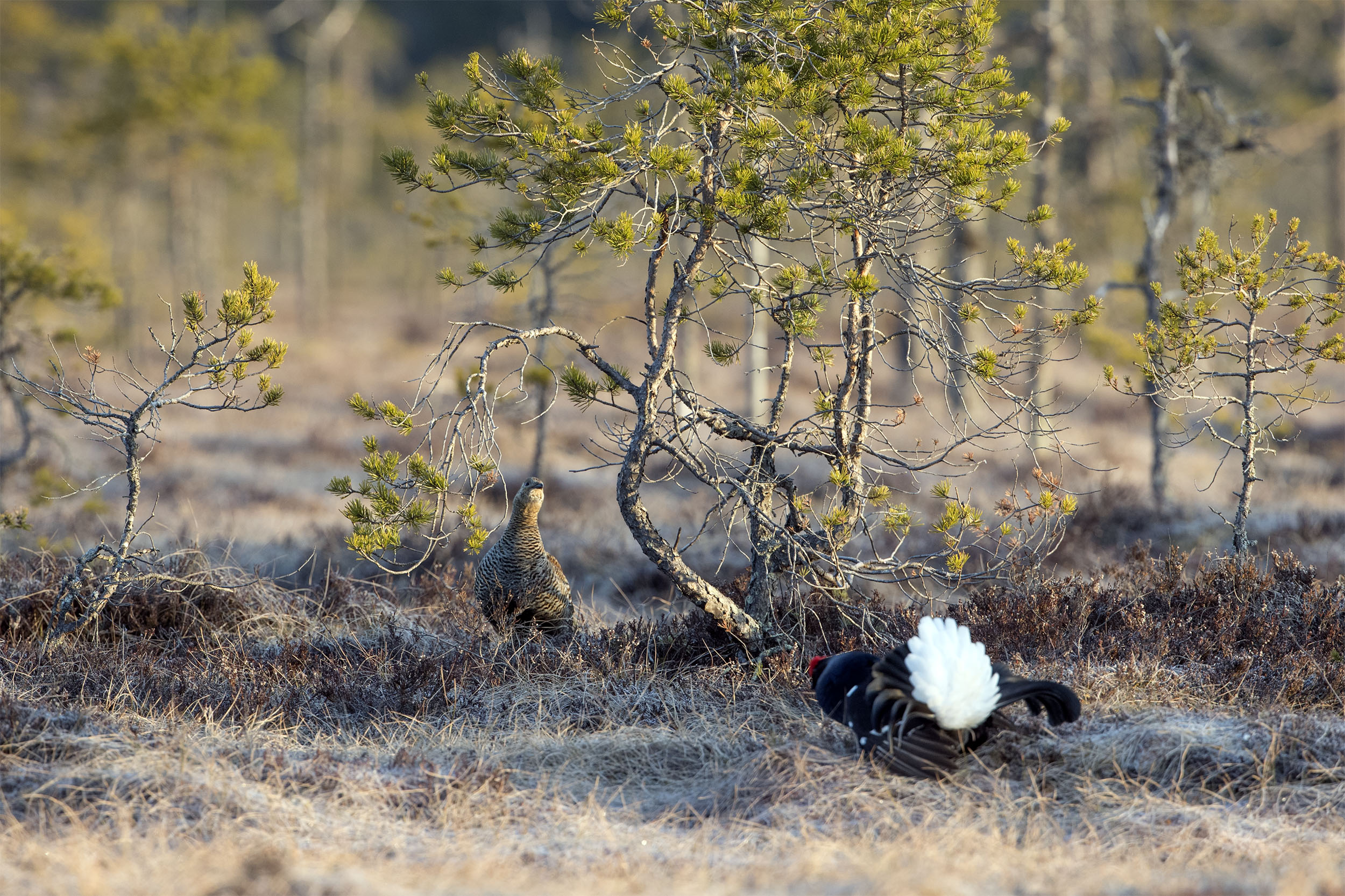 Orrhöna med tupp